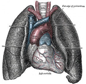 290px-heart-and-lungs.jpg