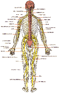 spinal-nerve-distribution.gif